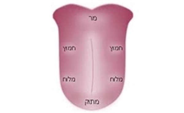 חוש הטעם חוש הטעם